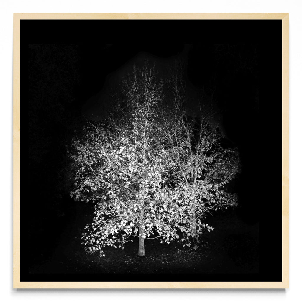 Noche de otoño. - Cuadrado MC