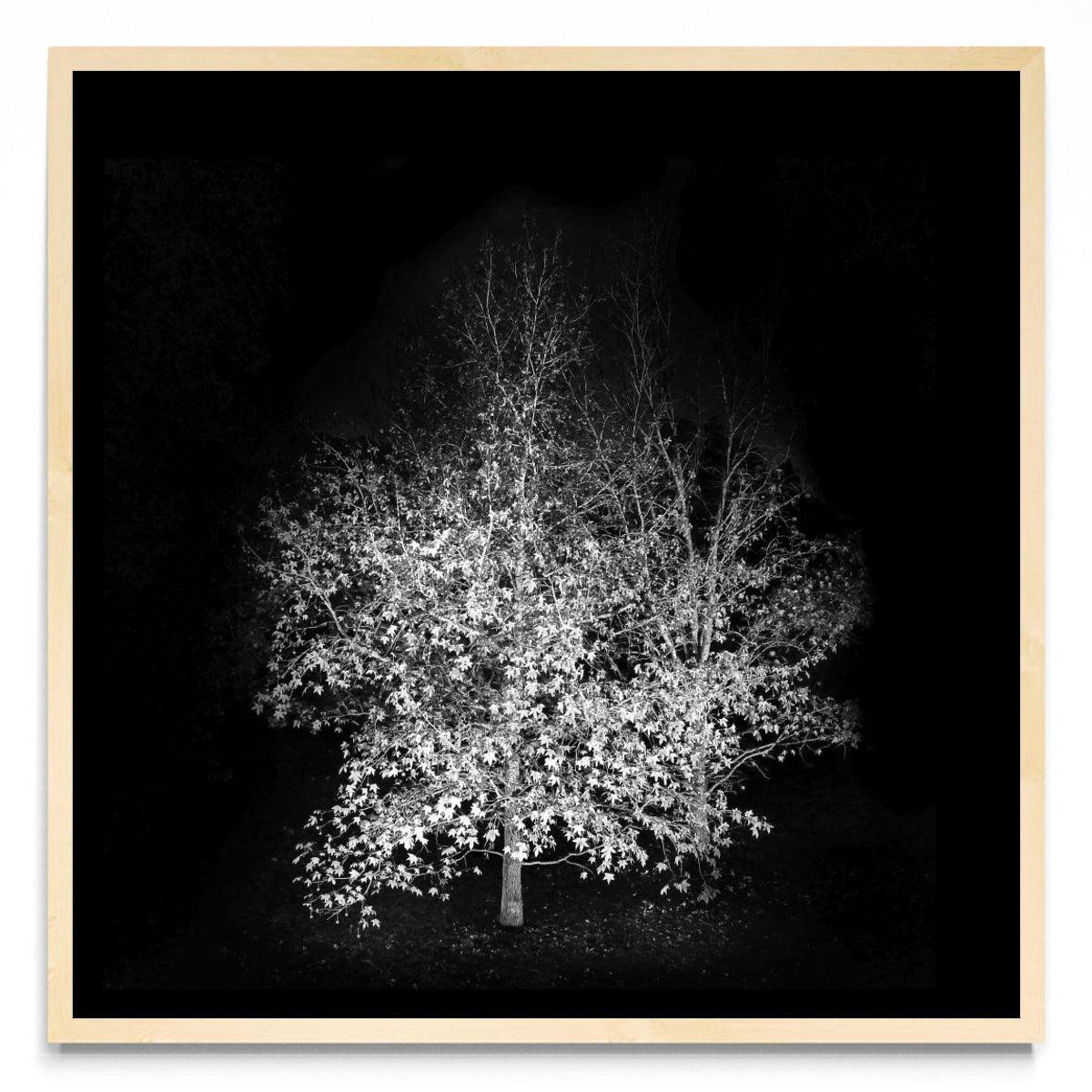 Noche de otoño. - Cuadrado MC