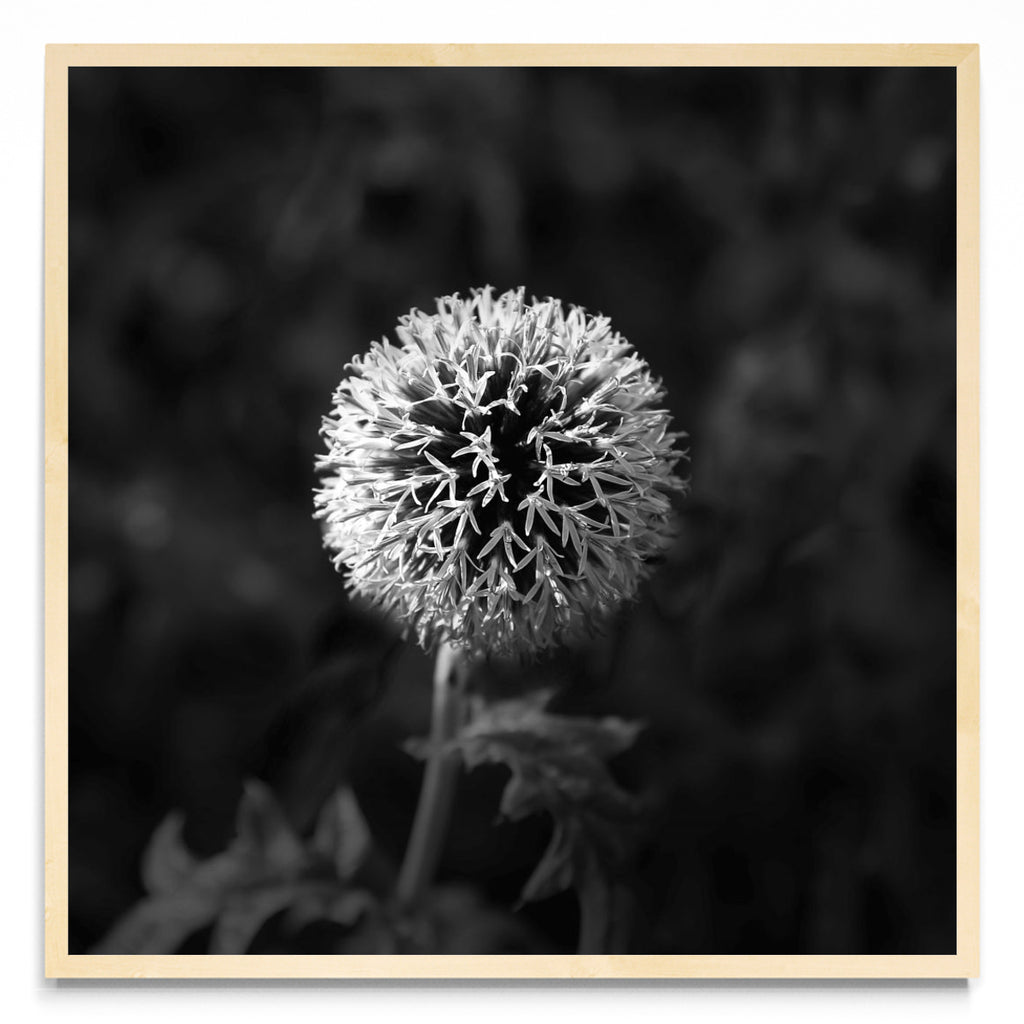 Lazos de una flor. - Cuadrado MC