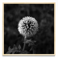 Lazos de una flor. - Cuadrado MC