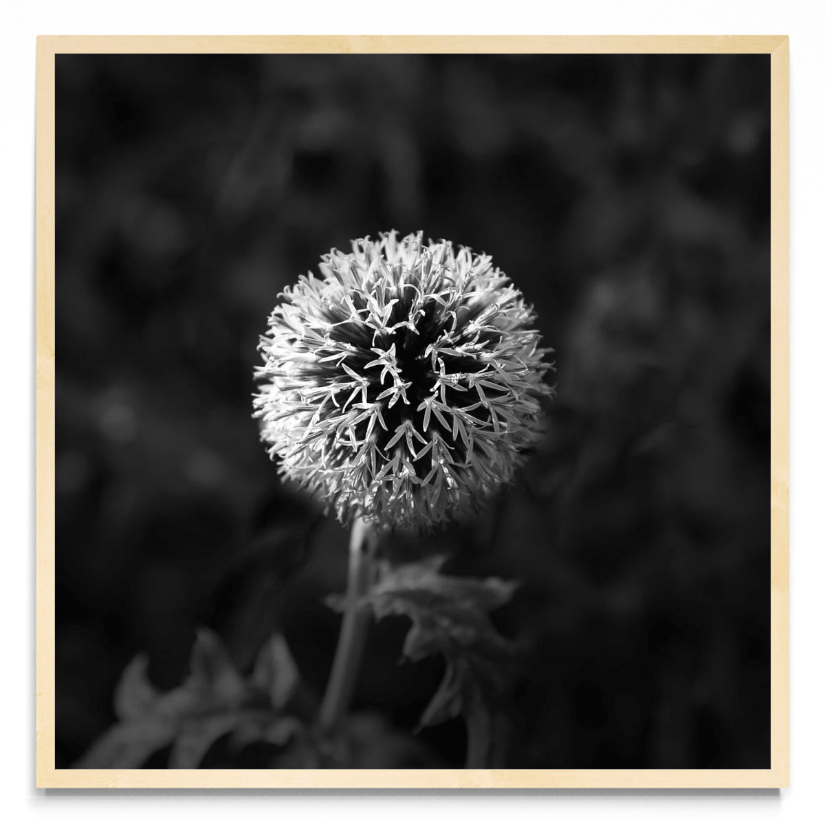 Lazos de una flor. - Cuadrado MC
