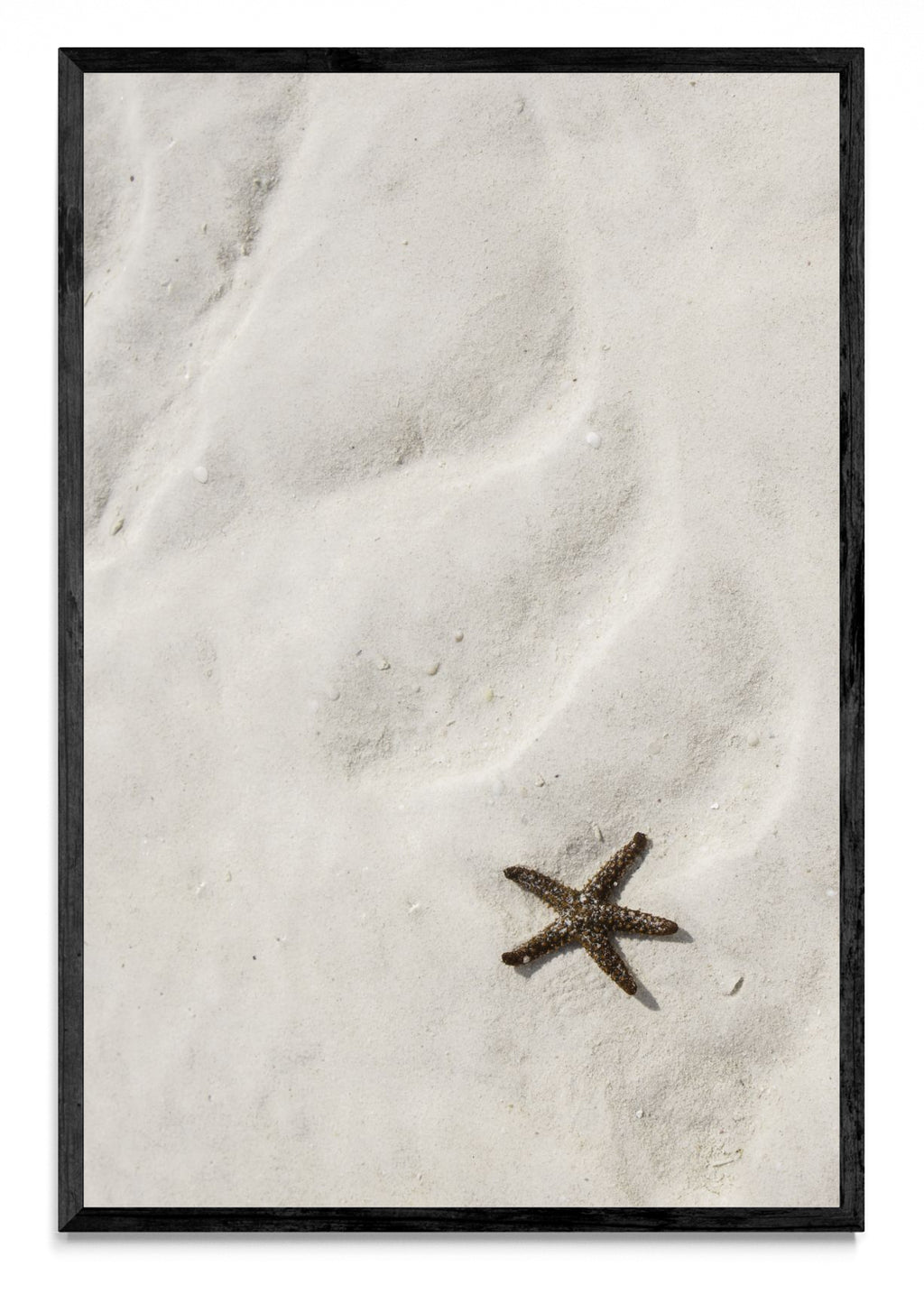 Estrella de mar - FotoV N