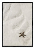 Estrella de mar - FotoV N