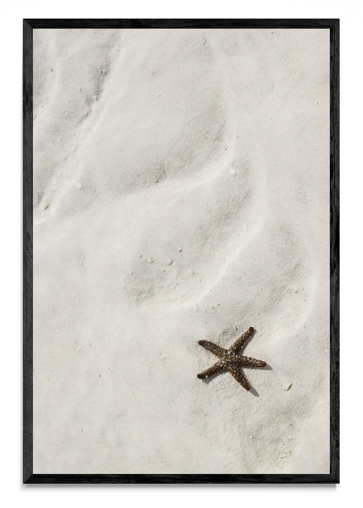 Estrella de mar - FotoV N