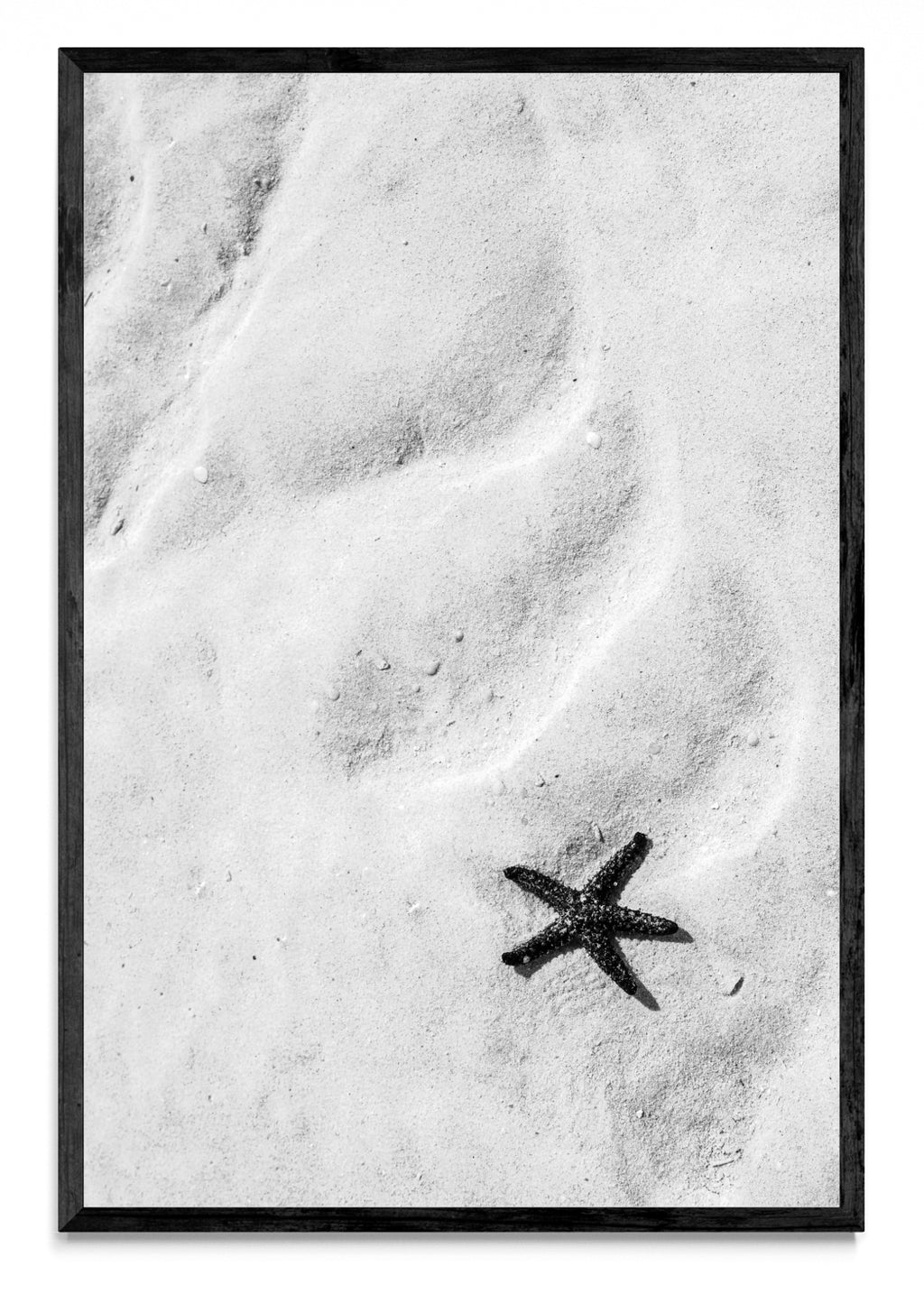 Estrella de mar (B&N) - FotoV N