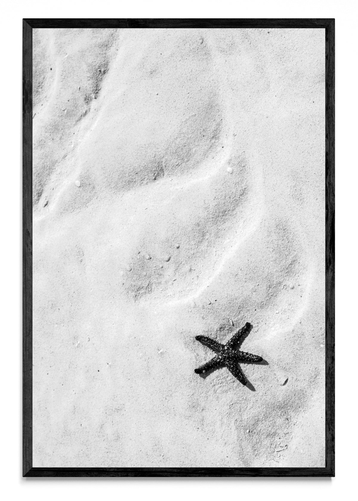 Estrella de mar (B&N) - FotoV N