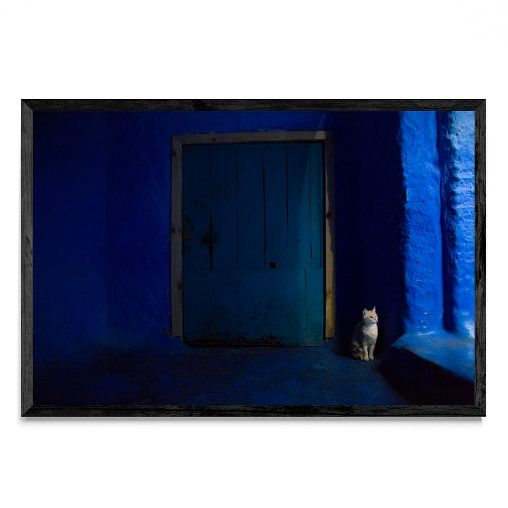 Gato en Blue - FotoH N