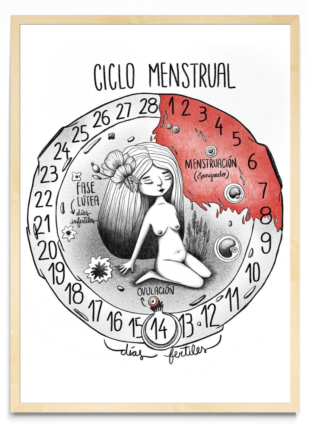 Ciclo menstrual - Retrato MC