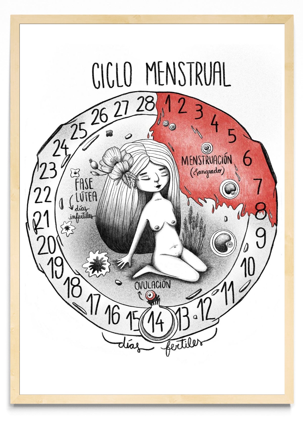 Ciclo menstrual - Retrato MC
