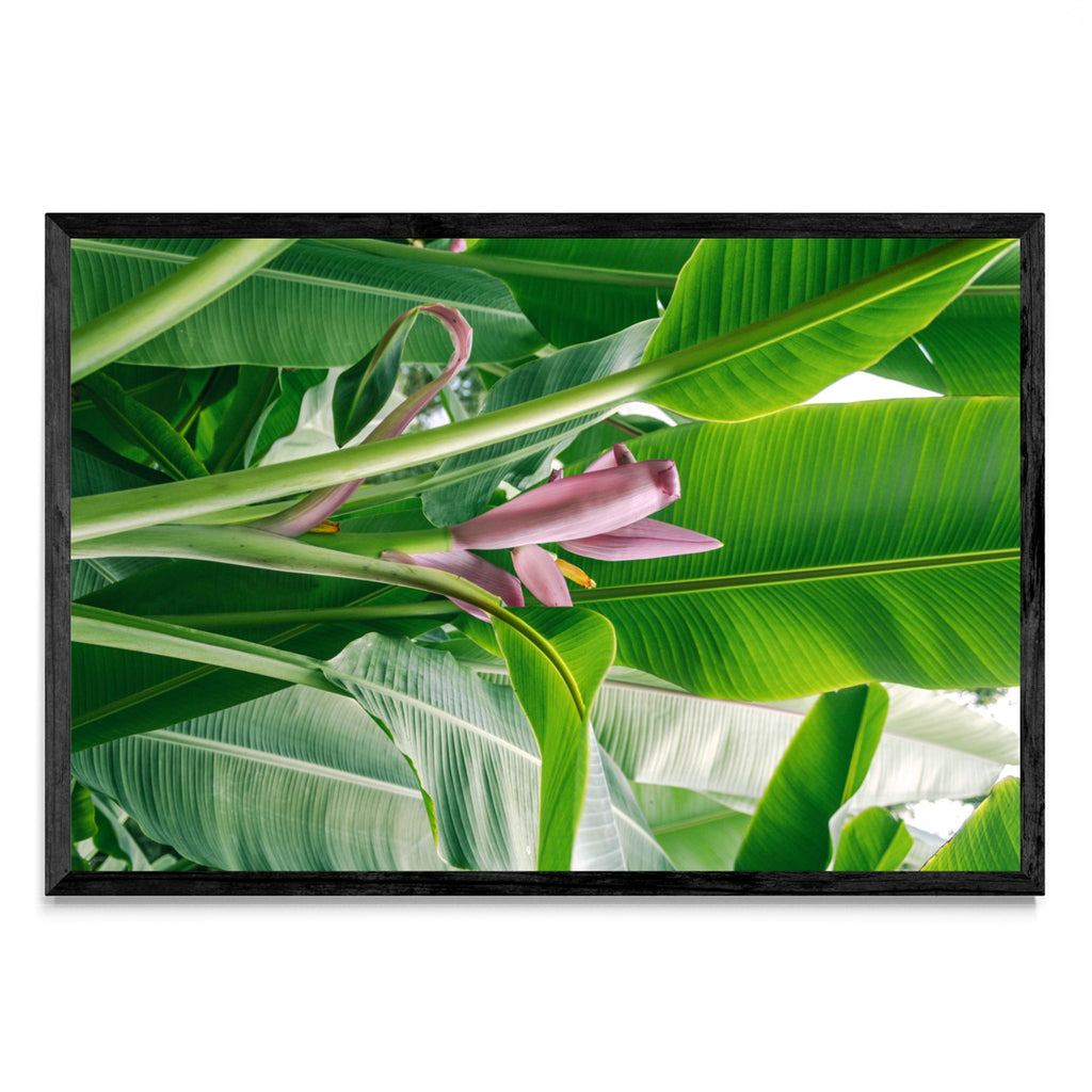 Flor rosada del platano - FotoH N