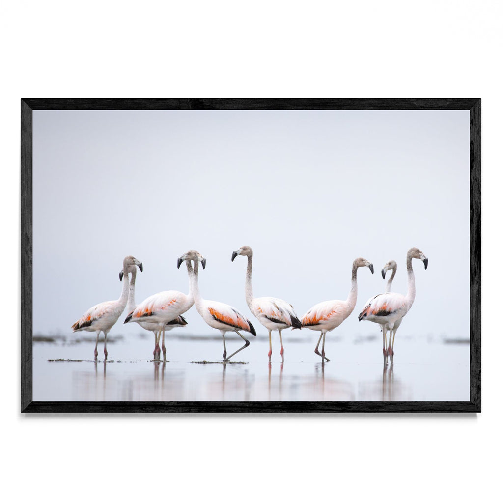 Flamencos - FotoH N
