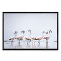 Flamencos - FotoH N