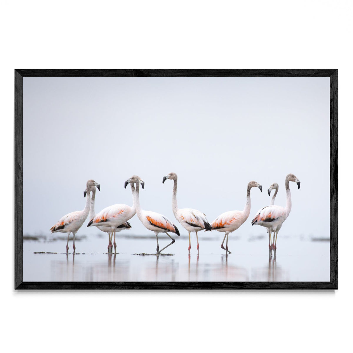 Flamencos - FotoH N