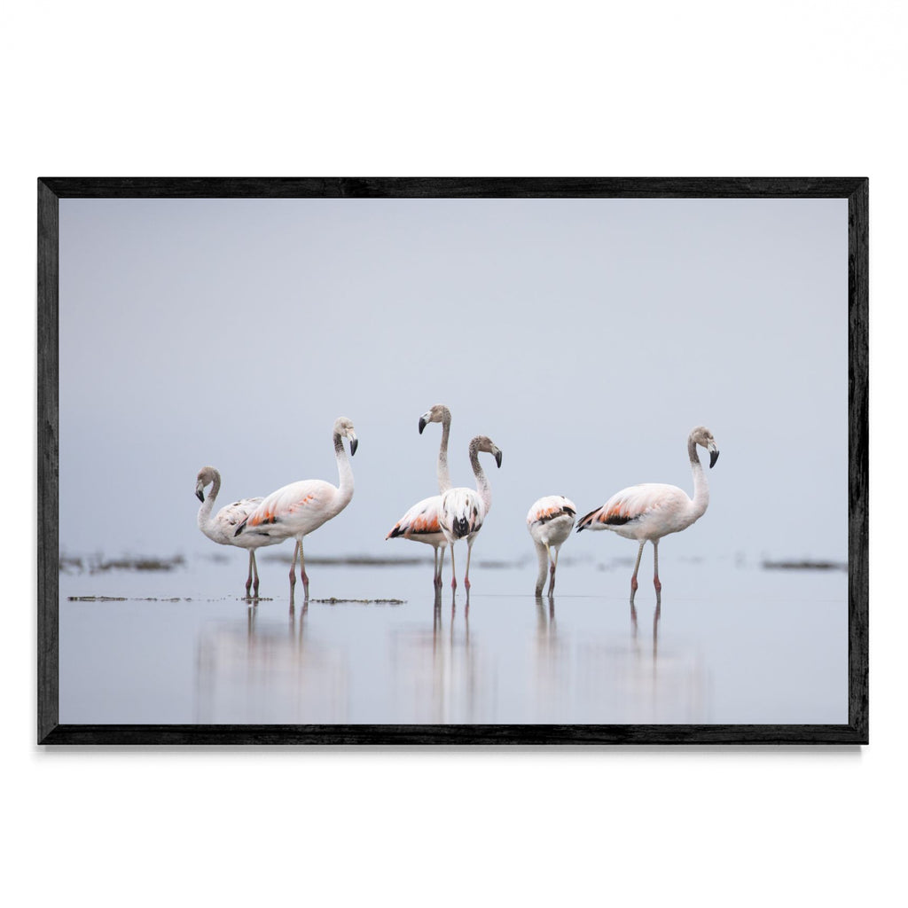Flamencos 2 - FotoH N