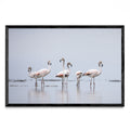 Flamencos 2 - FotoH N