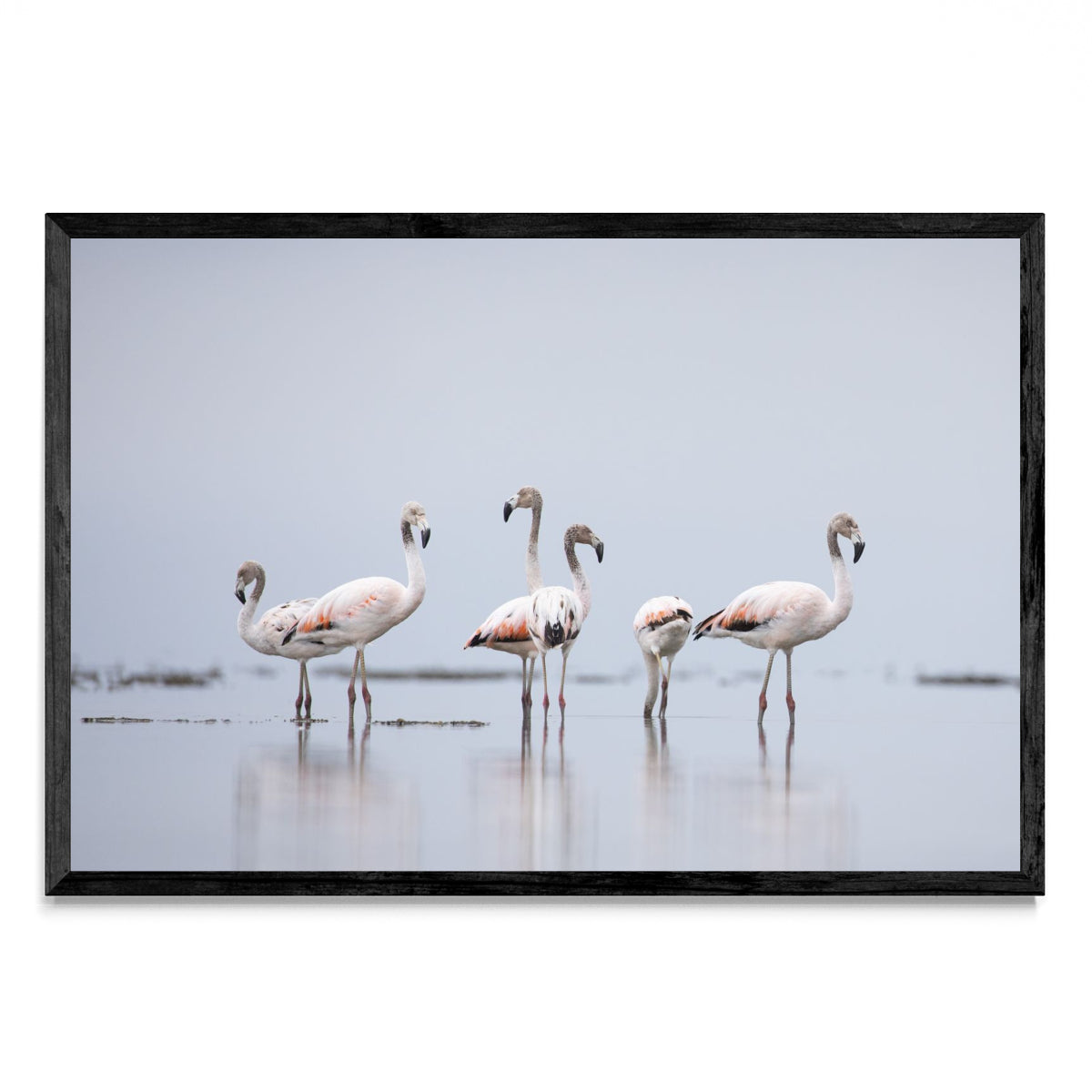 Flamencos 2 - FotoH N