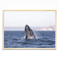 Ballena Franca Austral - Paisaje MC