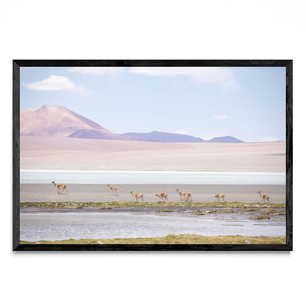 Vicuñas en las alturas - FotoH N