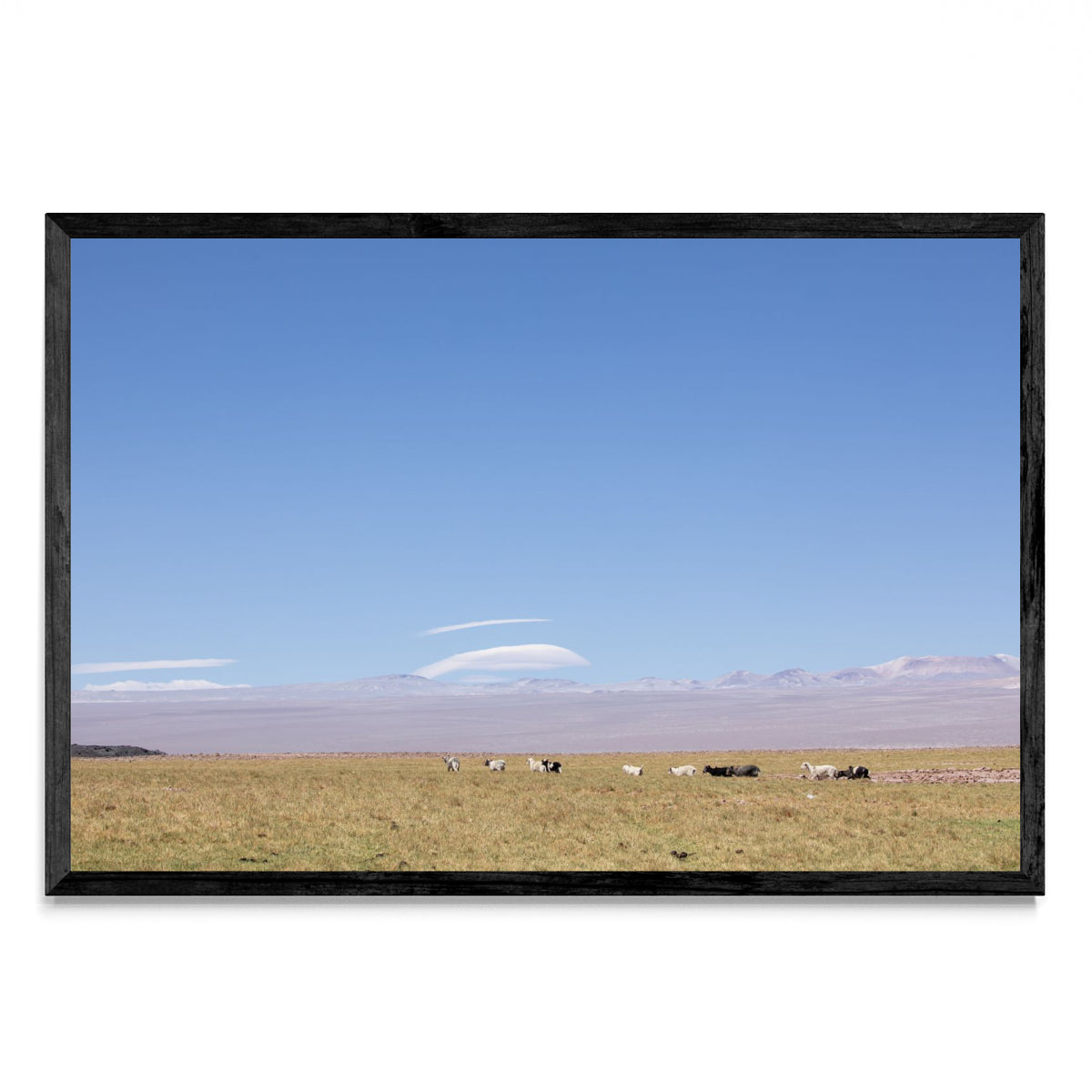 Rebaño en la altura - FotoH N