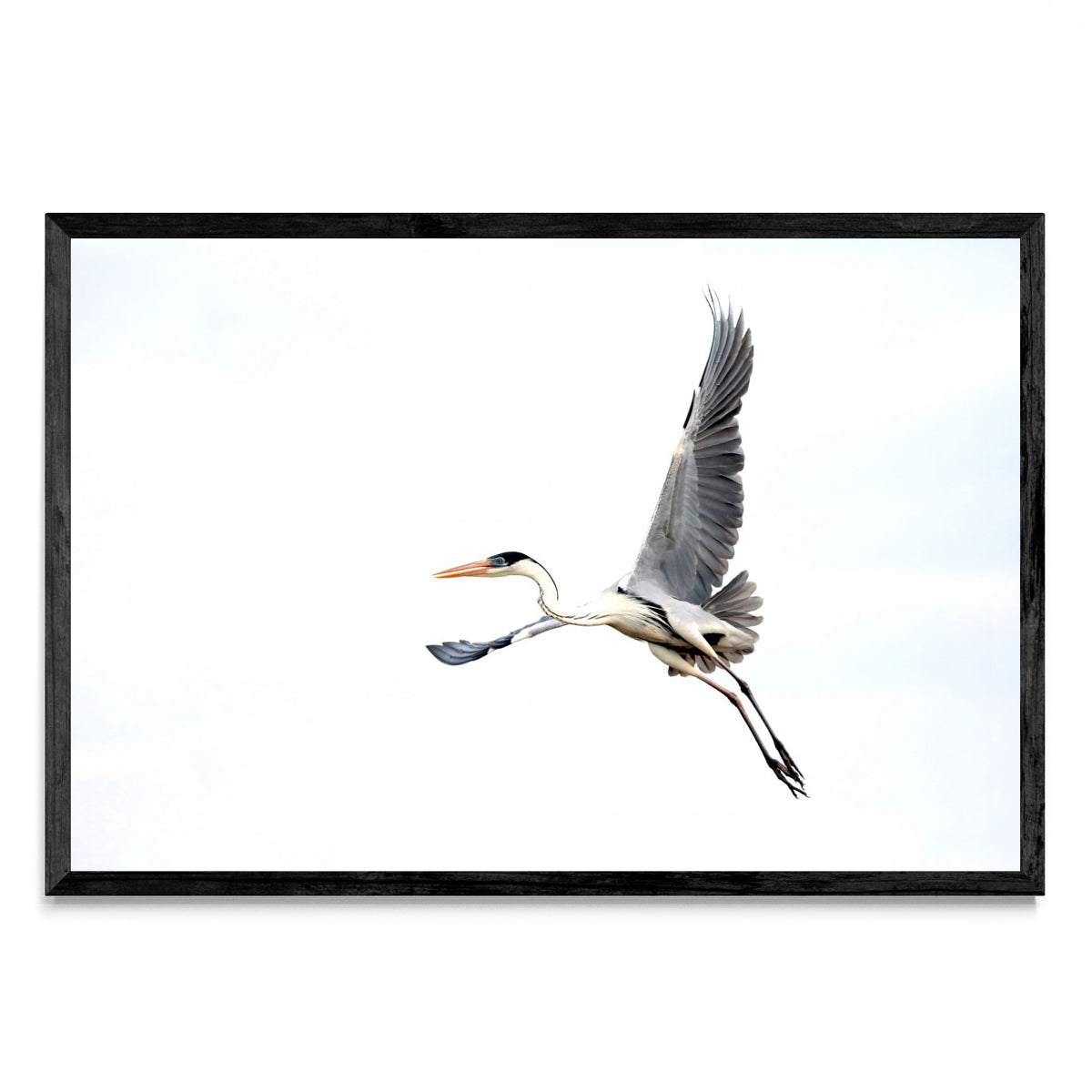 Garza Mora en vuelo - FotoH N