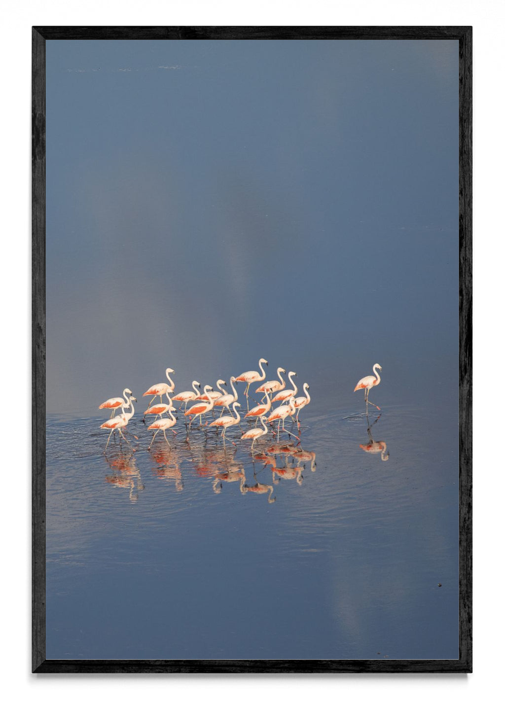 Flamencos aerea Vertical - FotoV N