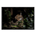 La siesta del Jaguar - FotoH N