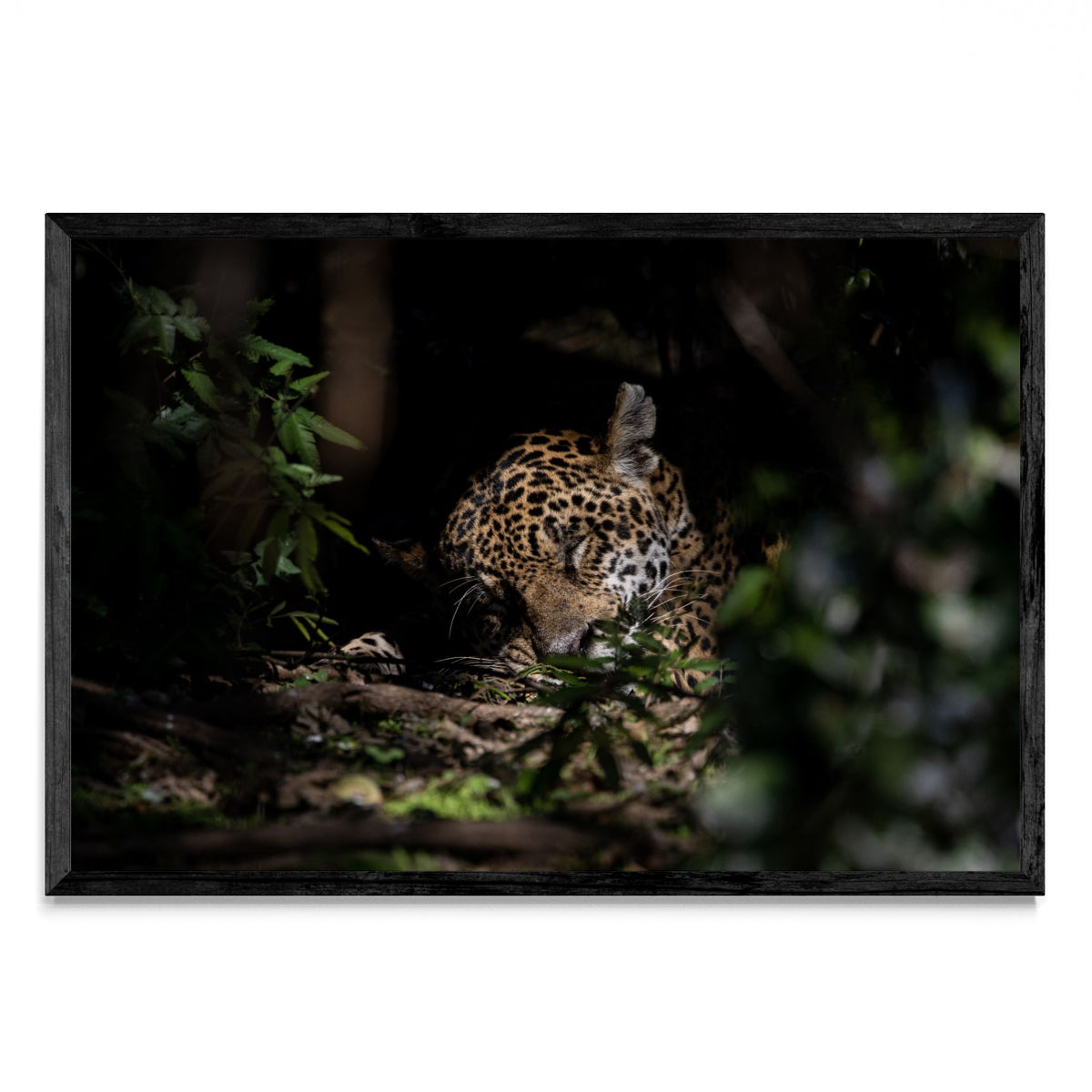 La siesta del Jaguar - FotoH N