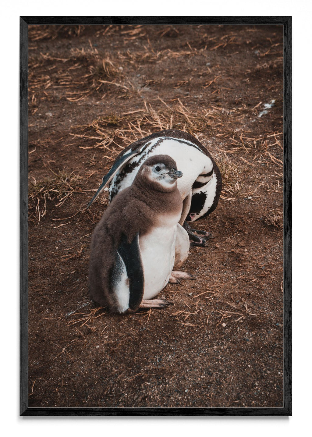 Pinguino en Isla Margarita - FotoV N
