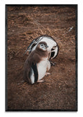 Pinguino en Isla Margarita - FotoV N