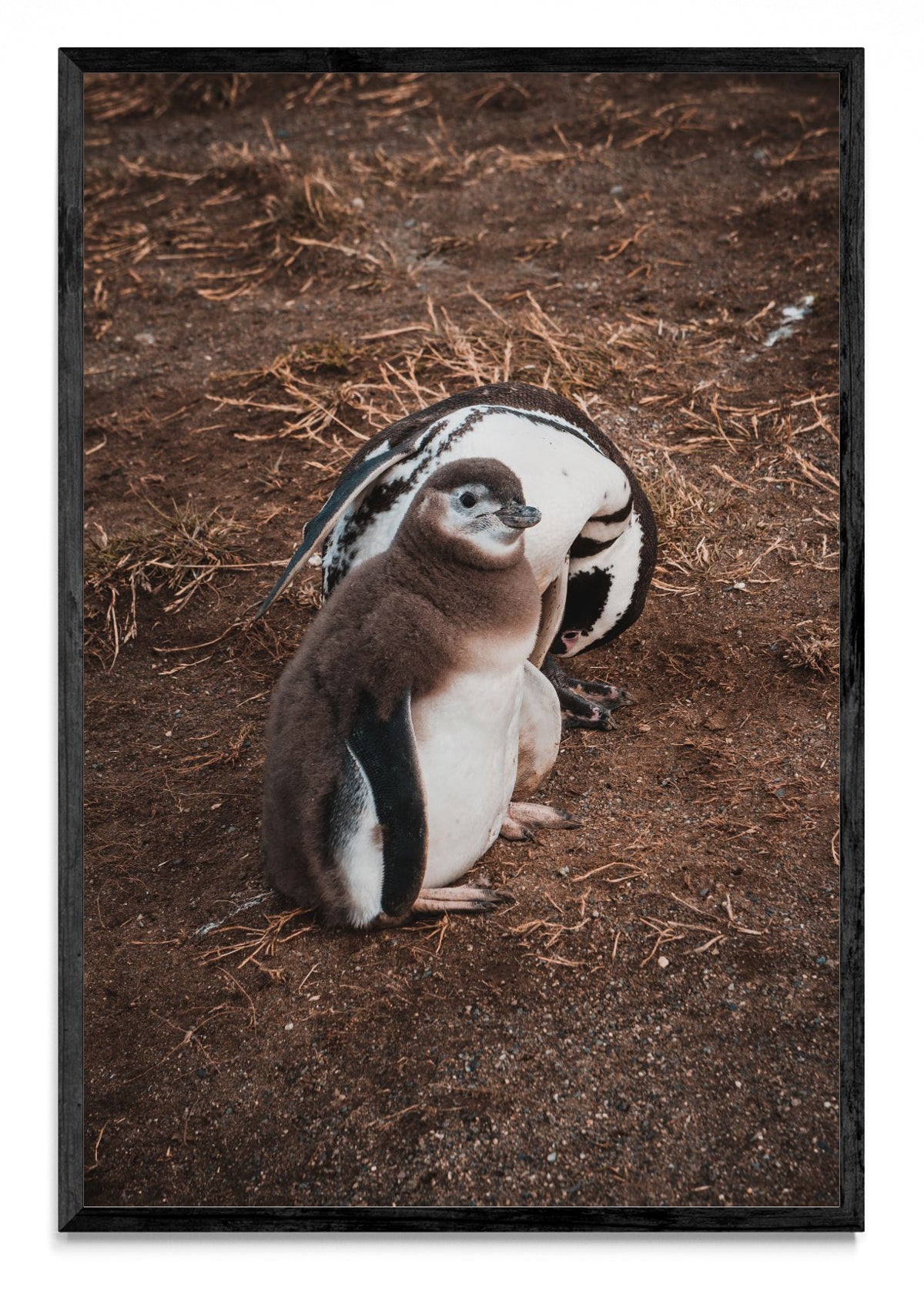 Pinguino en Isla Margarita - FotoV N