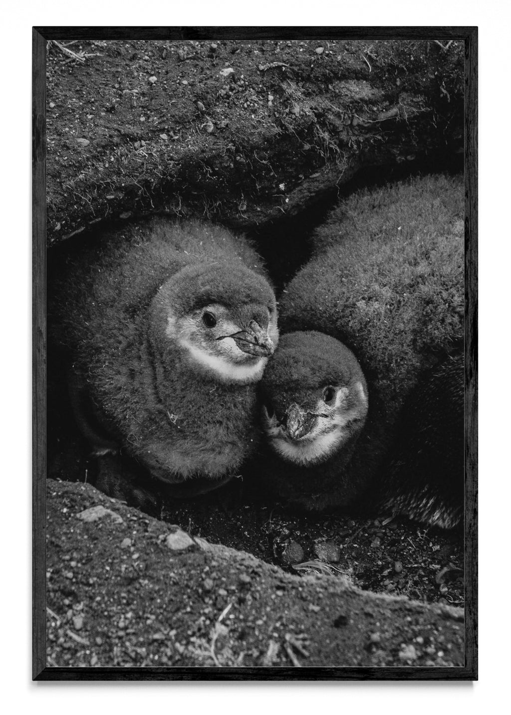 Retrato de Pinguinos Bebes - FotoV N