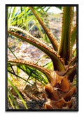 Vibrante palmera de vida - FotoV N