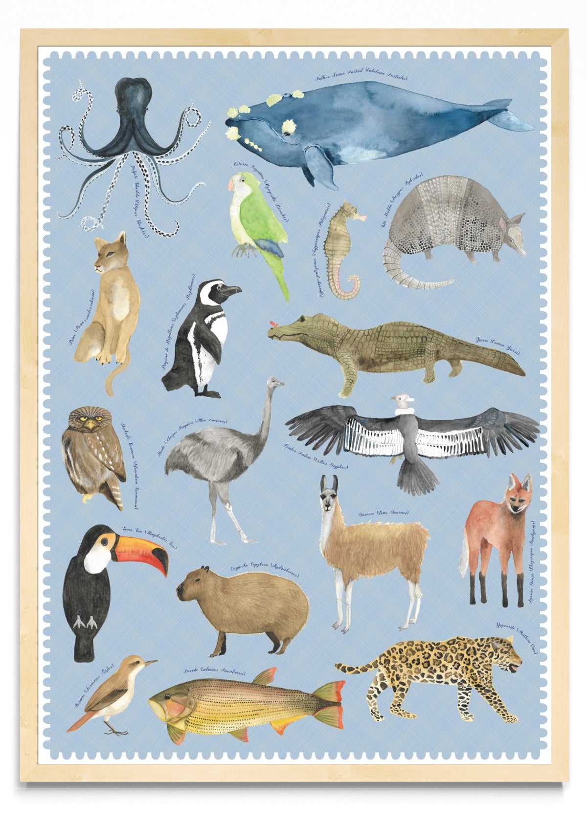 "Postales del Fin del Mundo" - Fauna Argentina - Retrato MC