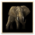 Tantor - Cuadrado MC