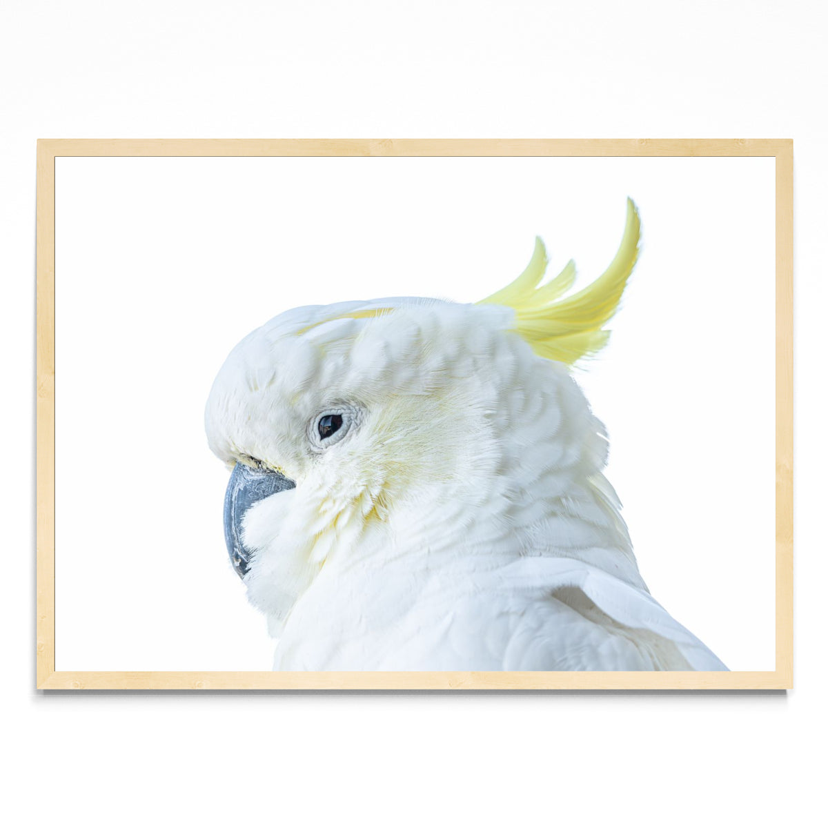 The Cockatoo - Paisaje MC