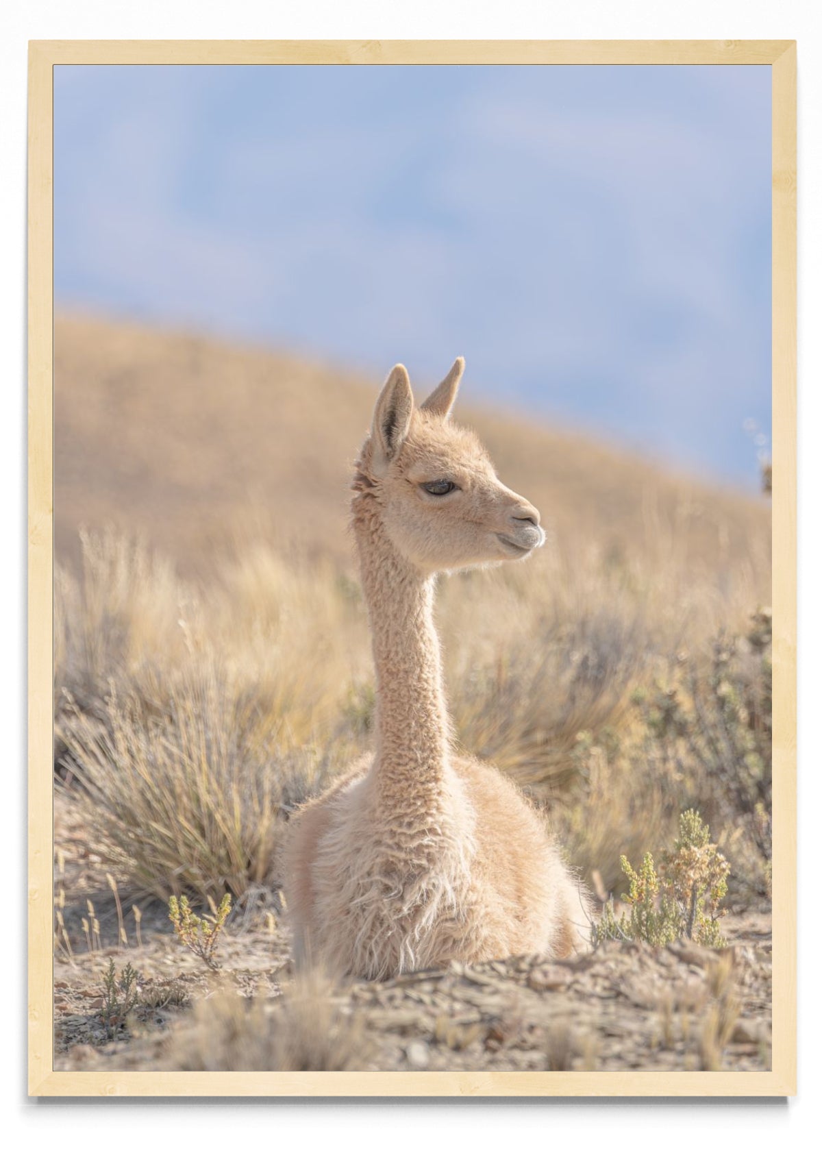The vicuña 06 - Retrato MC