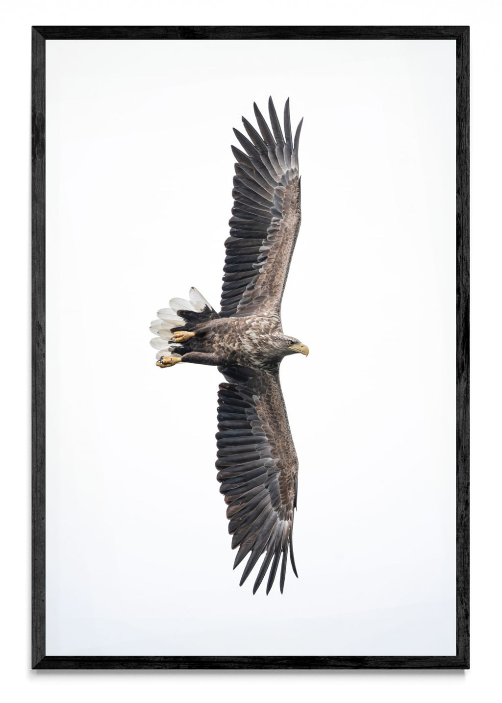 White-Tailed Eagle - FotoV N