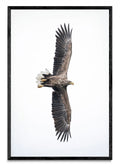 White-Tailed Eagle - FotoV N