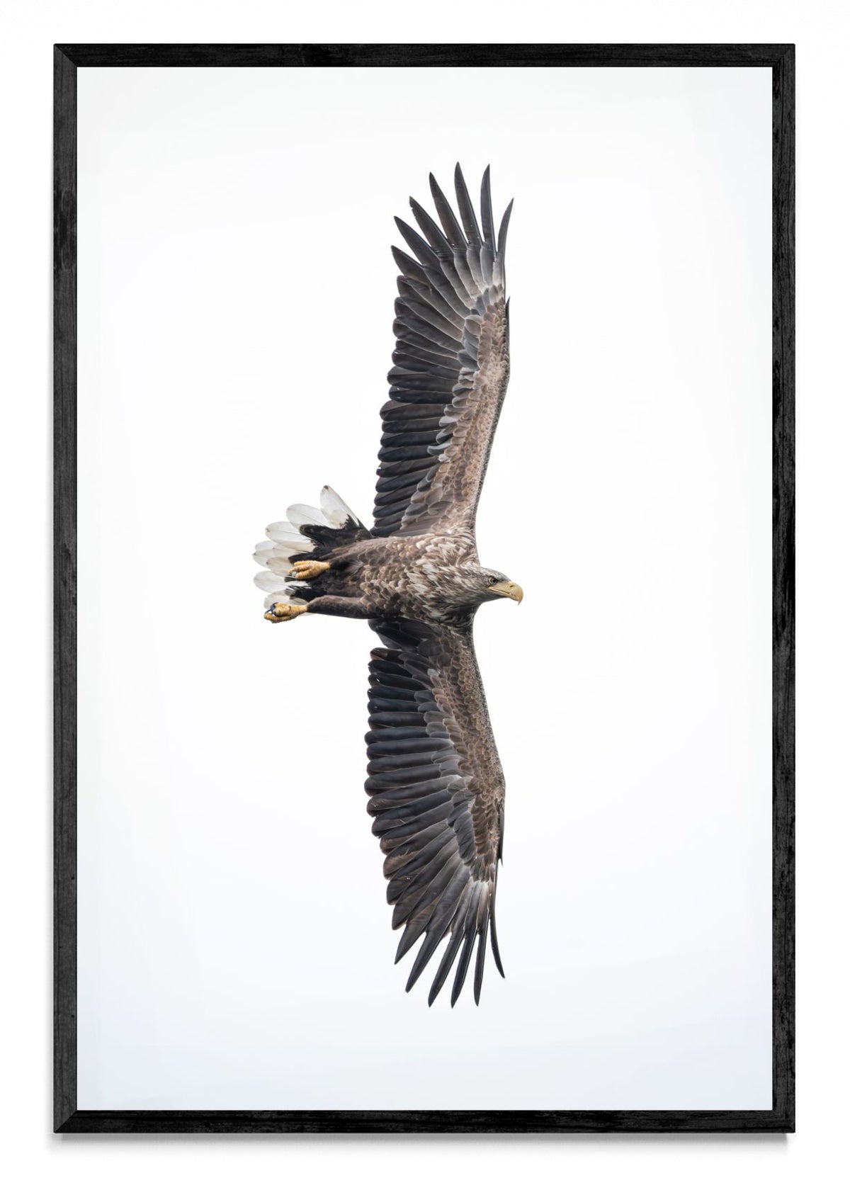 White-Tailed Eagle - FotoV N