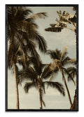 Sayulita Palms. Nayarit, México. - FotoV N