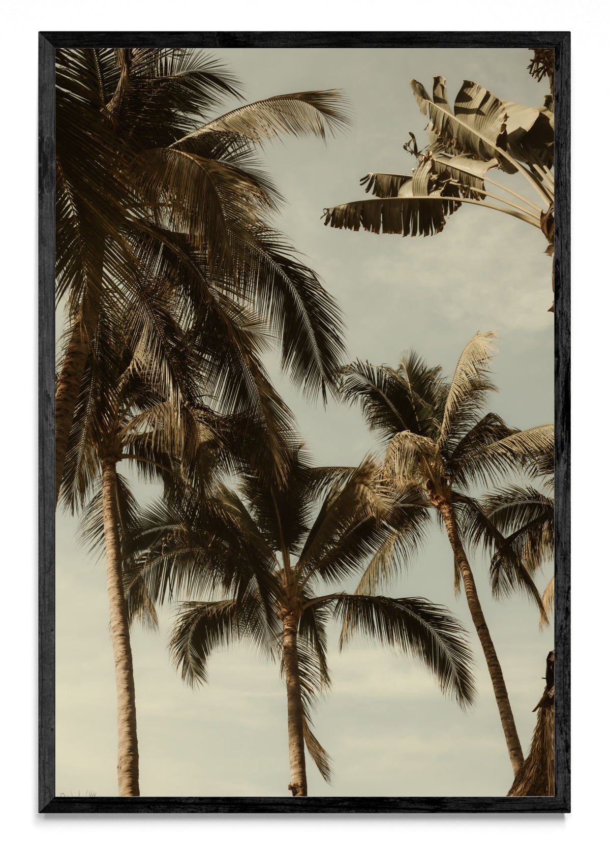 Sayulita Palms. Nayarit, México. - FotoV N