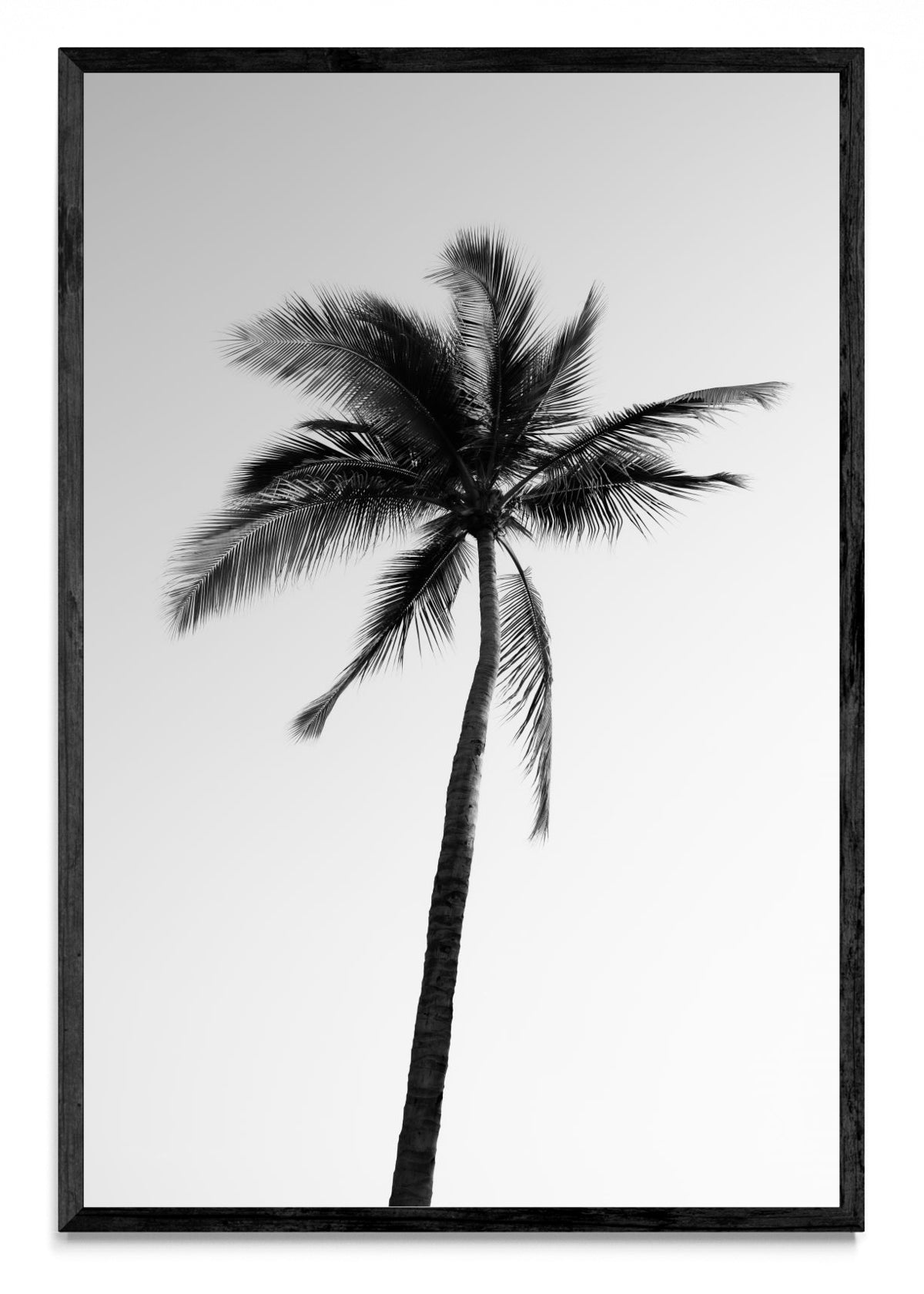 Sayulita Palm. Nayarit, México. - FotoV N
