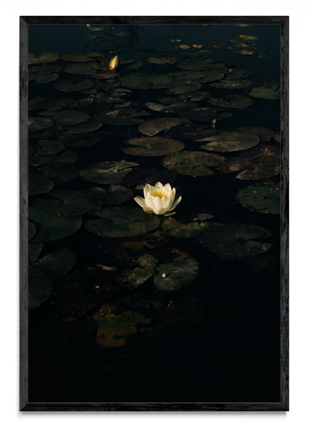 The White Lotus. Poderosa metamorfosis. - FotoV N