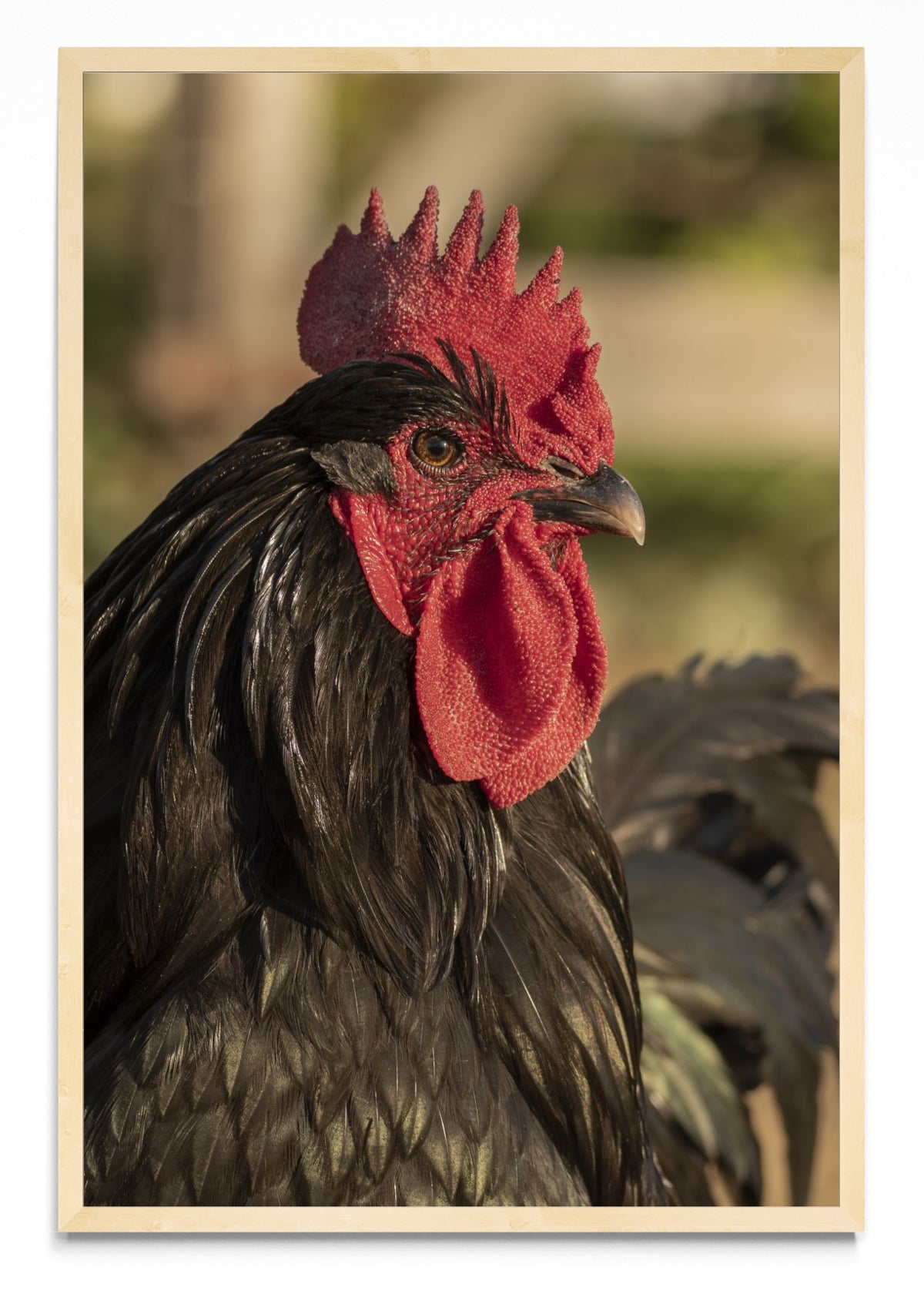 Gallo - FotoV MC