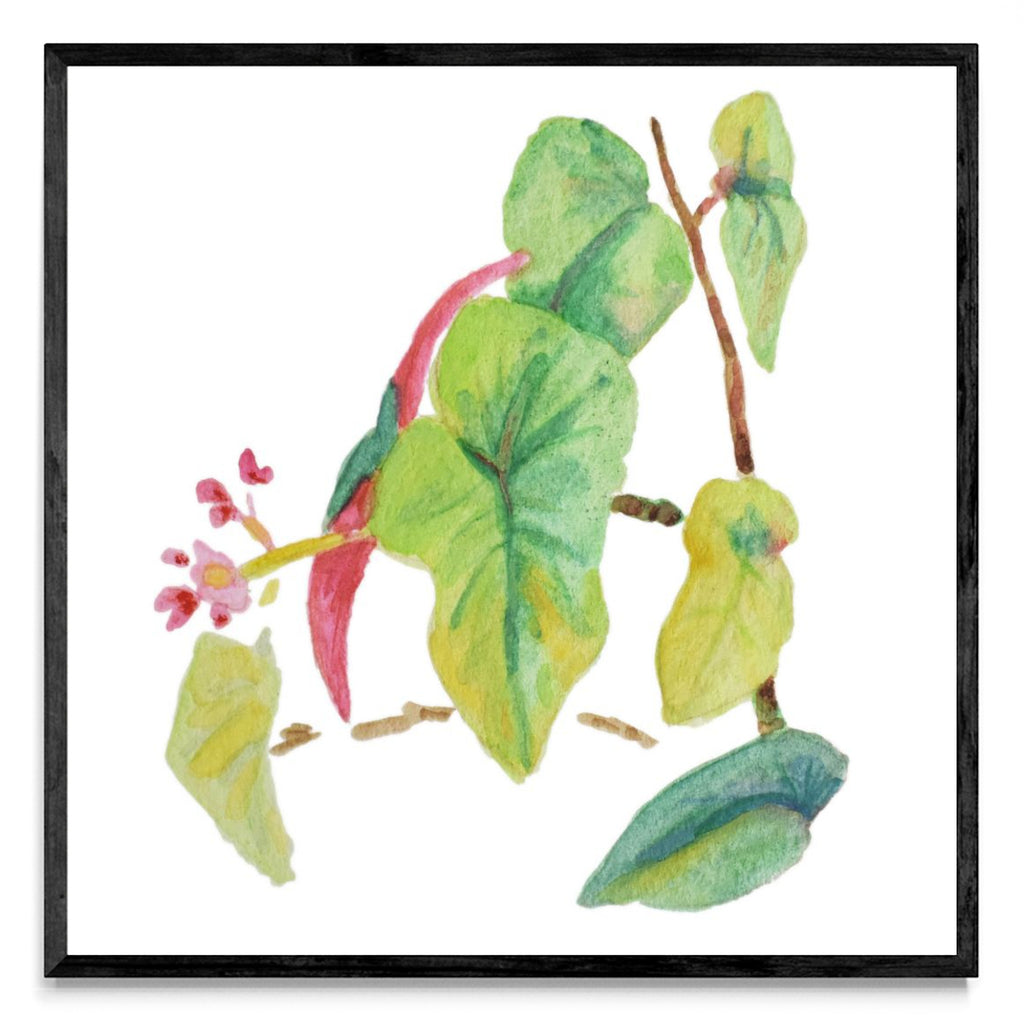 Caladium simple - Cuadrado N