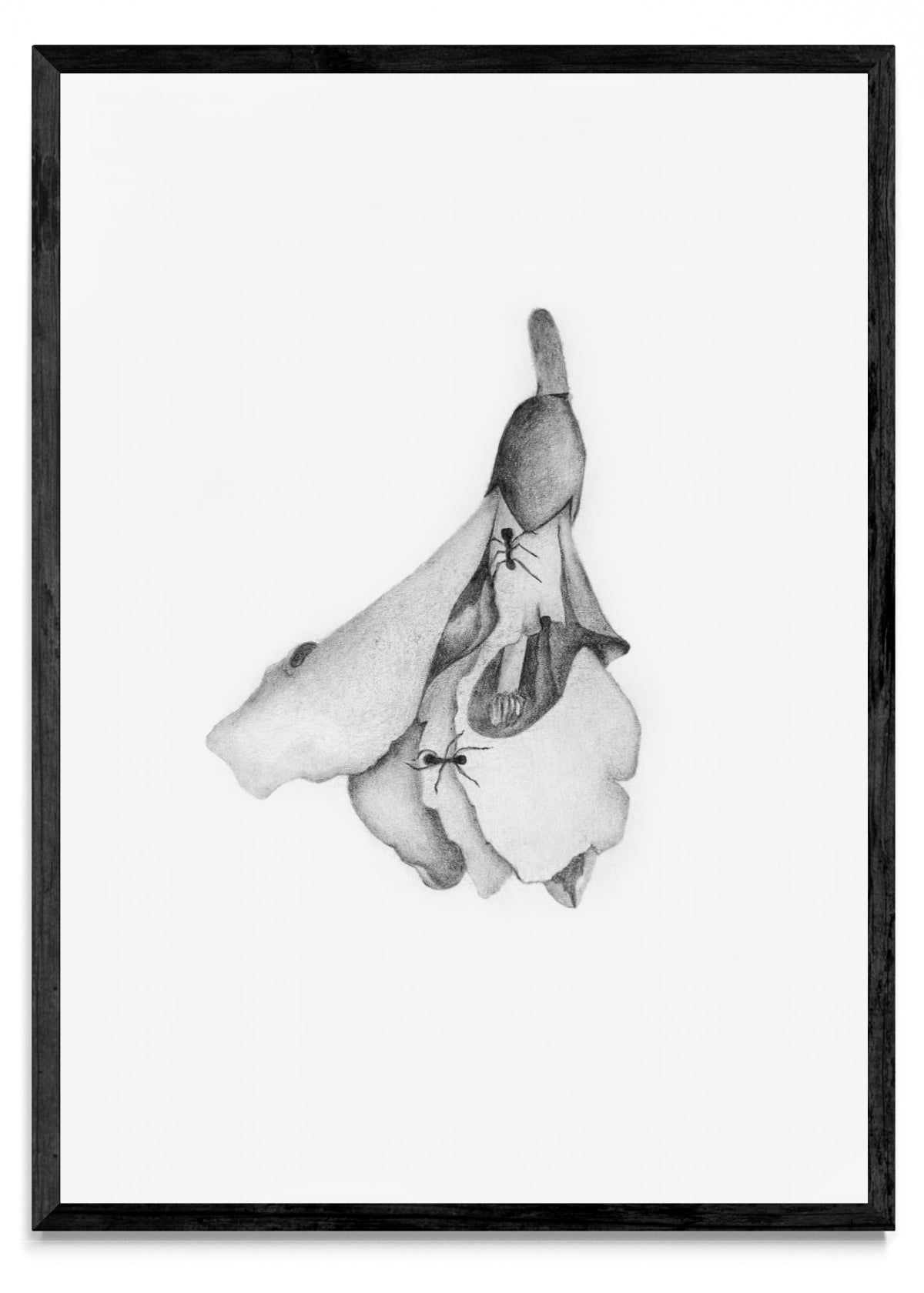 Hormigas - Retrato N