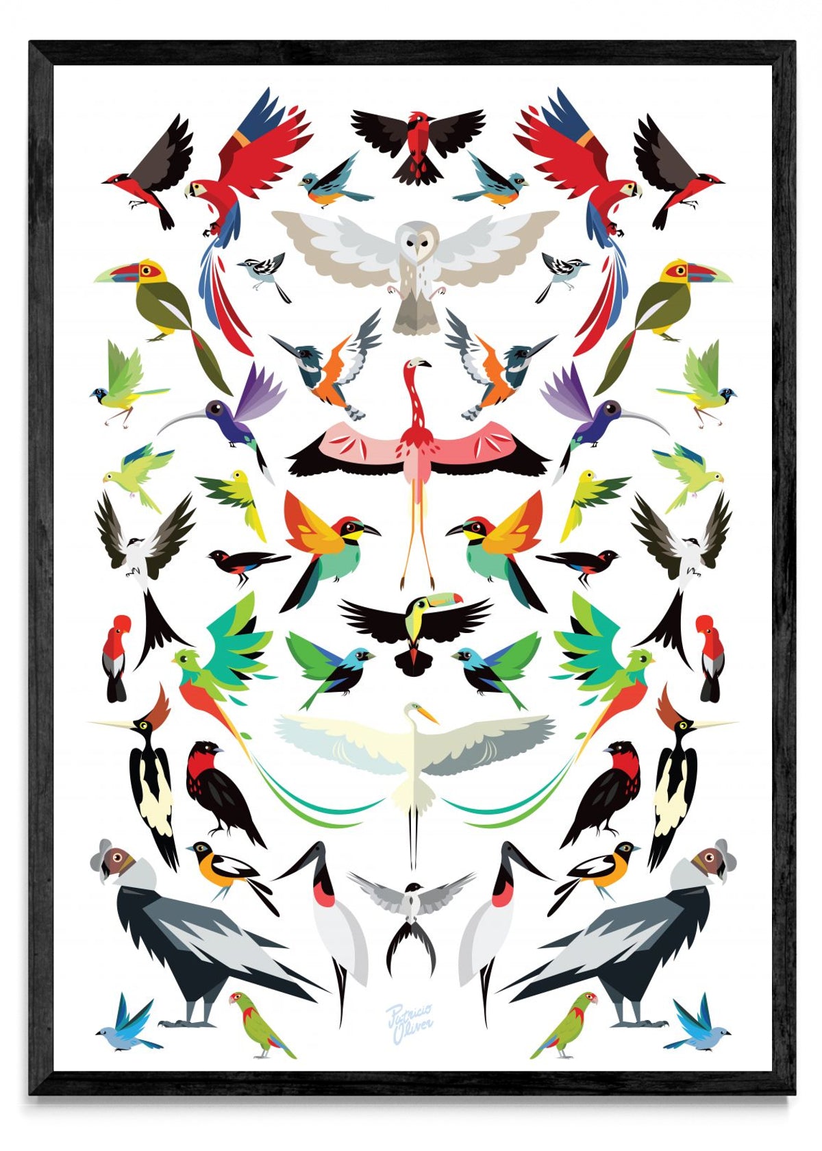 Aves de latino América - Retrato N
