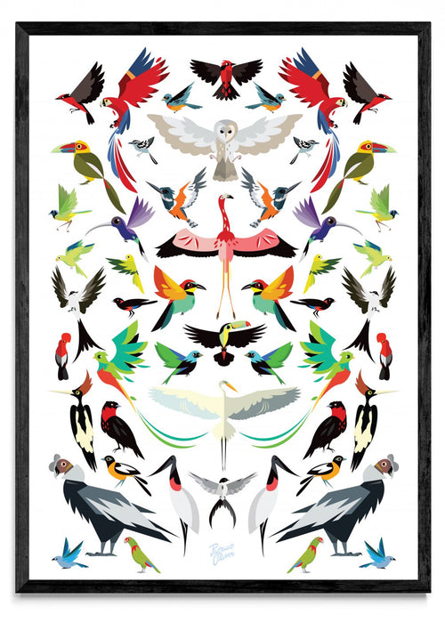 Aves de latino América - Retrato N