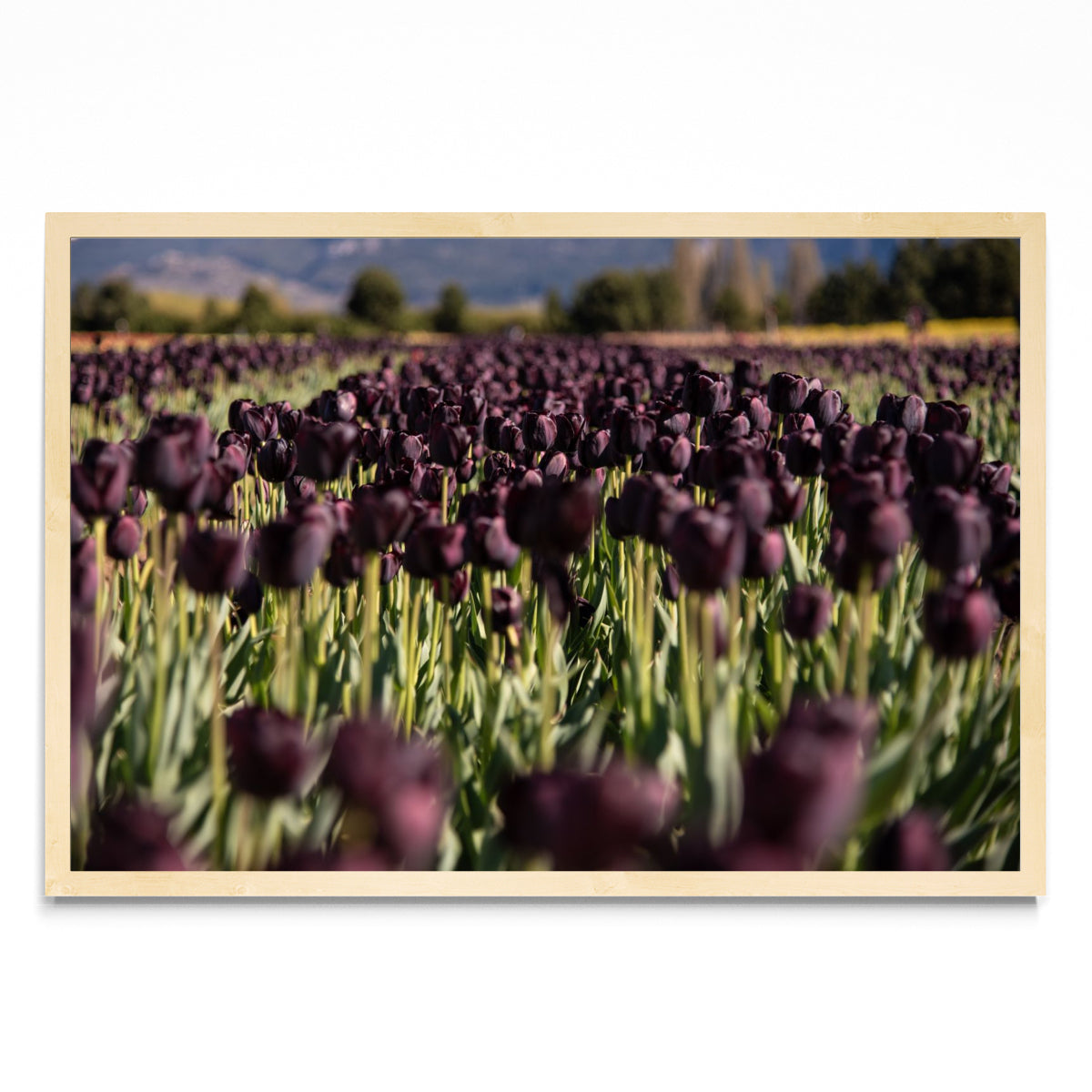 Tulipanes negros - FotoH MC