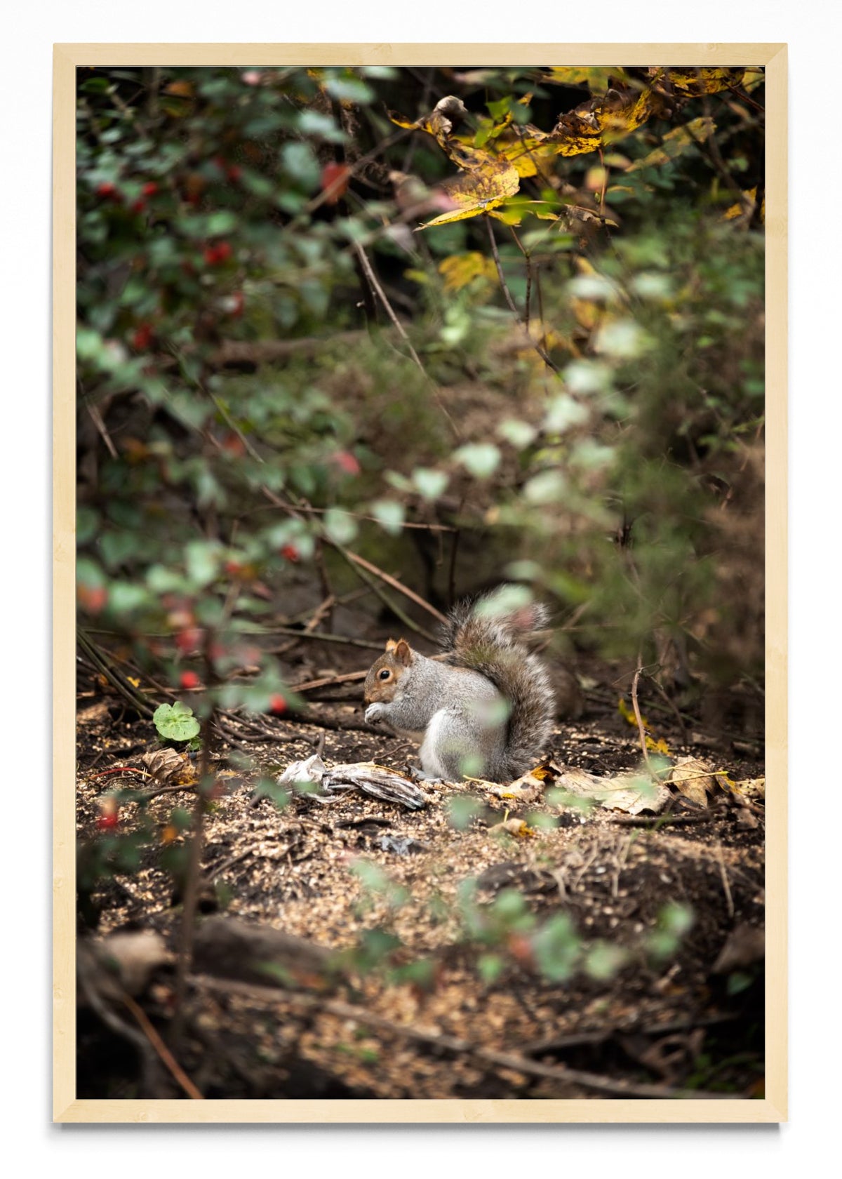 Fauna de Edimburgo - FotoV MC